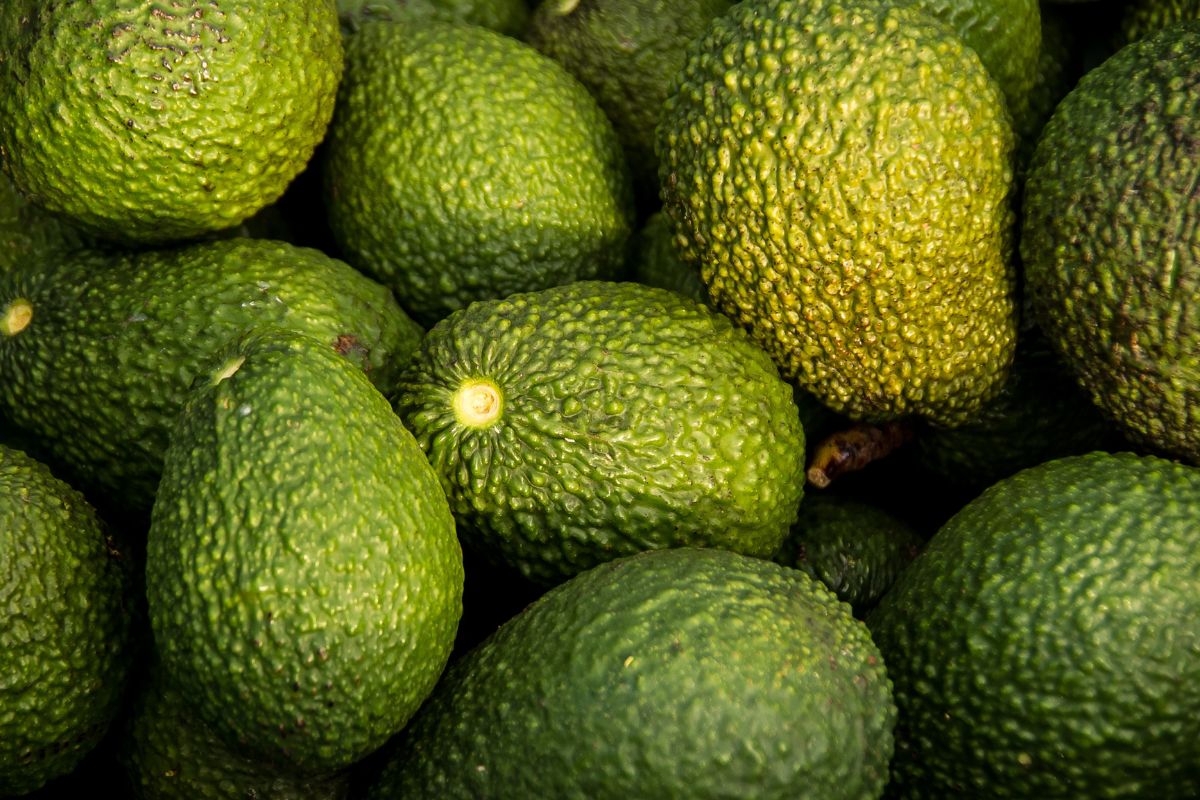 muze-pes-avokado (4)